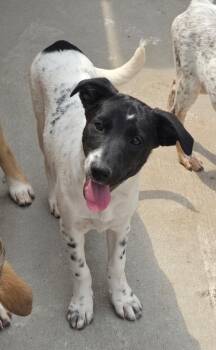 Cheerilee -  Australian Cattle Dog Blue Heeler and Labrador Retriever Dog for Adoption in Fort Lupton, Colorado - Cheerilee | PetCurious