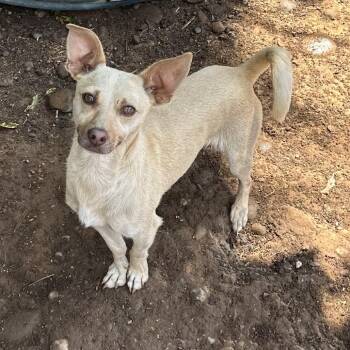 Tarzan -  Chihuahua Dog for Adoption in Chico, California - Tarzan | PetCurious