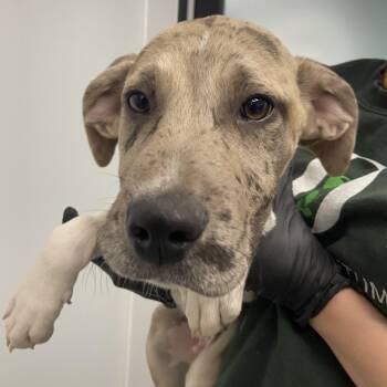 Great Dane and Catahoula Leopard Dog Dogs Available for Adoption in Abilene, Texas - Astro | PetCurious