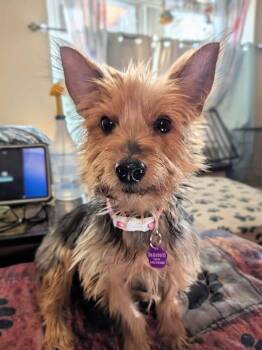 Pixie -  Yorkshire Terrier Dog for Adoption in Painesville, Ohio - Pixie | PetCurious