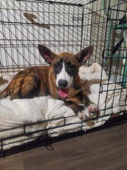 Mitzy -  Shepherd Dog for Adoption in Aurora, Colorado - Mitzy | PetCurious