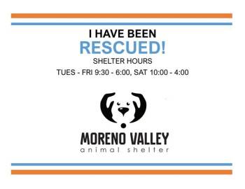 Pug and Mixed Breed Dogs Available for Adoption in Moreno Valley, California - A550029 | PetCurious