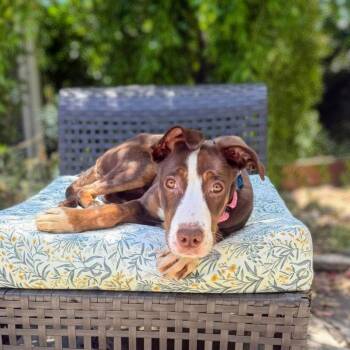 Fresca -  Pit Bull Terrier Dog for Adoption in Oakland, California - Fresca | PetCurious