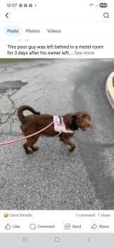 Rescue Wirehaired Terrier Dogs for Adoption in Auburn, Pennsylvania - Louie | PetCurious