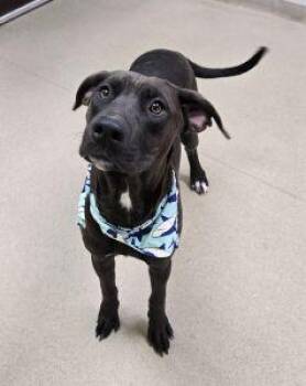 Rescue Great Dane and Pit Bull Terrier Dogs for Adoption in Bucyrus, Ohio - Scrappy | PetCurious