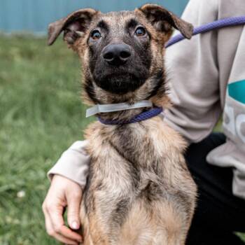 Bruce Lee -  Belgian Shepherd Malinois and None Dog for Adoption in Tomah, Wisconsin - Bruce Lee | PetCurious