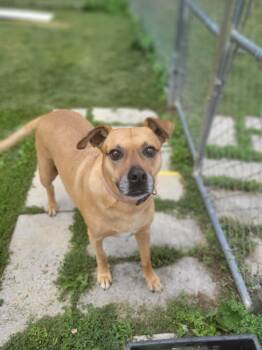 Penny 2 -  Boxer Dog for Adoption in Chambersburg, Pennsylvania - Penny 2 | PetCurious