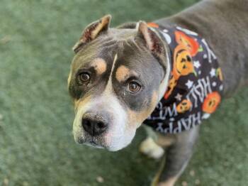 KING -  Pit Bull Terrier Dog for Adoption in Charlotte, North Carolina - KING | PetCurious