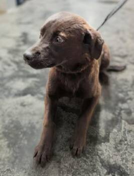 Chocolate Labrador Retriever Dogs Available for Adoption - Tilly | PetCurious