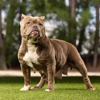 Lovey -  English Bulldog and Mixed Breed Dog for Adoption in Jupiter, Florida - Lovey | PetCurious