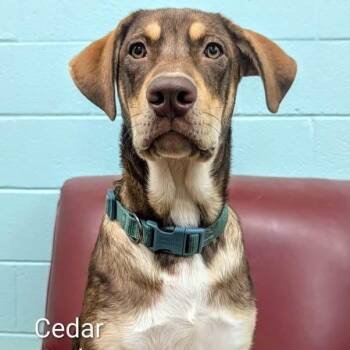 Cedar -  Australian Shepherd Dog for Adoption in Williston, Vermont - Cedar | PetCurious