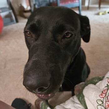 Sweetpea -  Black Labrador Retriever Dog for Adoption in Lynchburg, Virginia - Sweetpea | PetCurious