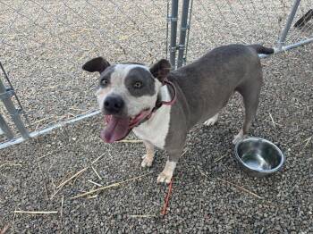 Precious -  Pit Bull Terrier and Mixed Breed Dog for Adoption in Moriarty, New Mexico - Precious | PetCurious