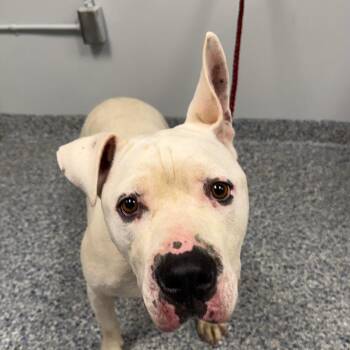 Angel/George -  Mixed Breed Dog for Adoption in Greenville, South Carolina - Angel/George | PetCurious