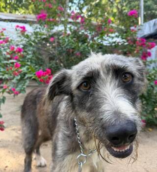 Lola -  Border Collie and Wirehaired Terrier Dog for Adoption in Ramona, California - Lola | PetCurious