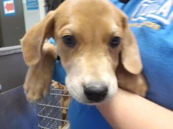 FEE -  Labrador Retriever and Mixed Breed Dog for Adoption in Tulsa, Oklahoma - FEE | PetCurious