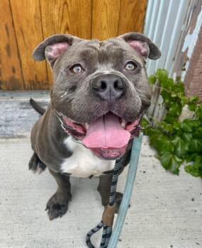 He Man -  American Bully Dog for Adoption in Buffalo, New York - He Man | PetCurious
