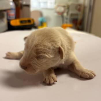 Jack Russell Terrier Dogs Available for Adoption in Yuma, Arizona - Pierre | PetCurious