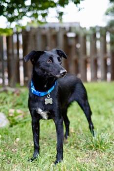 Hammer -  Jack Russell Terrier Dog for Adoption in Colorado Springs, Colorado - Hammer | PetCurious