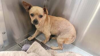 EVAN -  Chihuahua Dog for Adoption in Tustin, California - EVAN | PetCurious