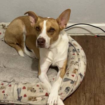 Emerson -  Boxer and Mixed Breed Dog for Adoption in Austin, Texas - Emerson | PetCurious