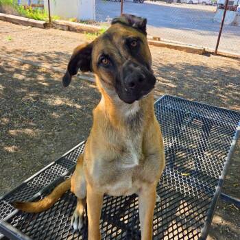 Trudy - Delta -  Belgian Shepherd Malinois and Shepherd Dog for Adoption in Ridgway, Colorado - Trudy - Delta | PetCurious