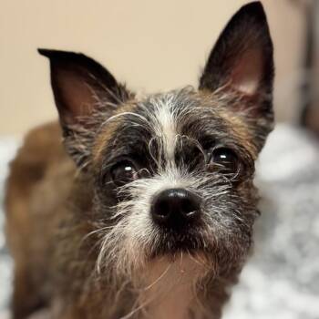 Boston Terrier and Terrier Dogs Available for Adoption in Goleta, California - Tinkerbelle | PetCurious