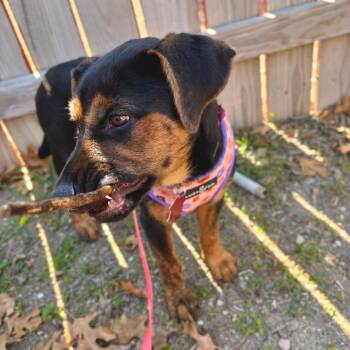 Rottweiler and German Shepherd Dog Dogs Available for Adoption - CRUSH | PetCurious