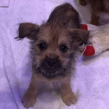 Luke -  Mixed Breed Dog for Adoption in Jupiter, Florida - Luke | PetCurious