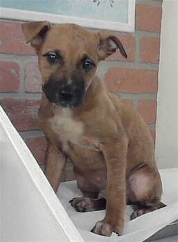 Labrador Retriever and Mixed Breed Dogs Available for Adoption - BART | PetCurious