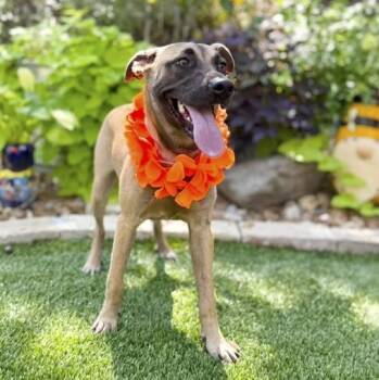 Nova -  Belgian Shepherd Malinois Dog for Adoption in Fairfield, Connecticut - Nova | PetCurious