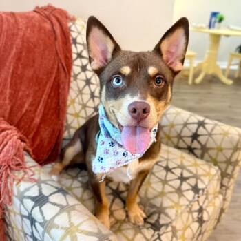 Sandra Bullock Little Miss Congeniality -  Australian Shepherd and Pomeranian Dog for Adoption in Friendswood, Texas - Sandra Bullock Little Miss Congeniality | PetCurious