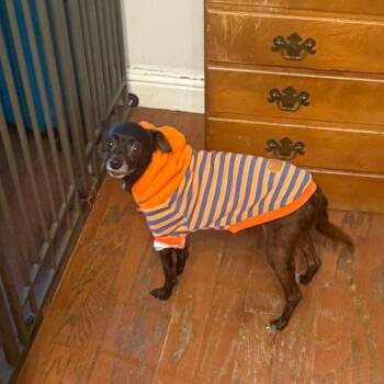 Bon Bon Bonnie -  Chihuahua Dog for Adoption in Savannah, Georgia - Bon Bon Bonnie | PetCurious