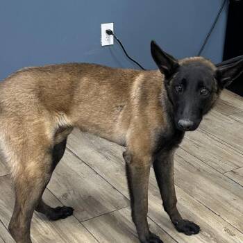 Belgian Shepherd Malinois Dogs Available for Adoption - Kaido | PetCurious