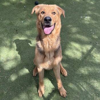 Turbo - Butler Campus -  German Shepherd Dog Dog for Adoption in Flagstaff, Arizona - Turbo - Butler Campus | PetCurious