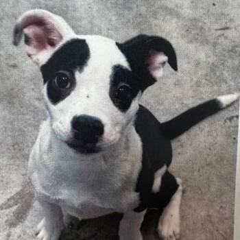 Vivi -  Pit Bull Terrier Dog for Adoption in Carlin, Nevada - Vivi | PetCurious