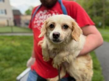 Mixed Breed Dogs Available for Adoption in West Chester, Pennsylvania - Freesia | PetCurious