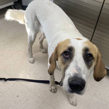 Rescue Anatolian Shepherd and Hound Dogs for Adoption in Jacksboro, Tennessee - Shoneys | PetCurious