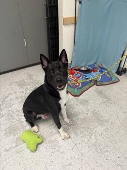 *Sparta* -  Border Collie Dog for Adoption in Salt Lake City, Utah - *Sparta* | PetCurious
