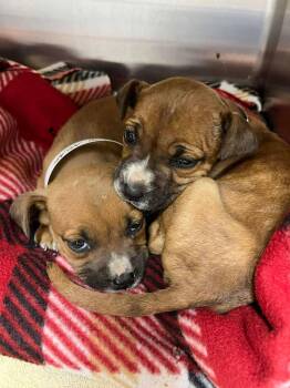 Boxer and Labrador Retriever Dogs Available for Adoption in Holly Springs, North Carolina - Lux | PetCurious