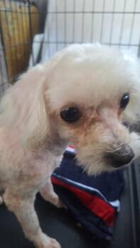 Coco Paco and Fendi -  Maltese Dog for Adoption in Los Angeles, California - Coco Paco And Fendi | PetCurious