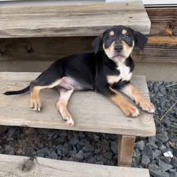 Mixed Breed Dogs Available for Adoption in Elkhorn, Wisconsin - Waylon | PetCurious