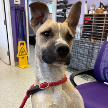 Mixed Breed Dogs Available for Adoption - Jasper (Ronaldo) | PetCurious