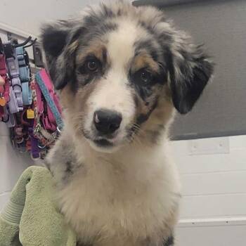 Australian Shepherd Dogs Available for Adoption in Kansas City, Missouri - Mr. Austin | PetCurious
