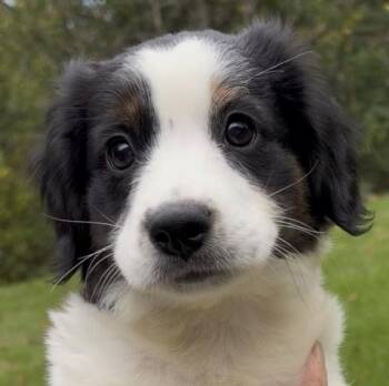 Queenie-Available www.lhar.dog to apply -  Spaniel and Australian Shepherd Dog for Adoption in Frederick, Maryland - Queenie-Available Www.lhar.dog To Apply | PetCurious
