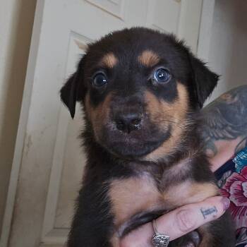 Rescue Australian Kelpie and Dachshund Dogs for Adoption in Phoenix, Arizona - Casey | PetCurious