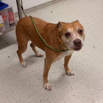 Mixed Breed Dogs Available for Adoption - Scooter | PetCurious