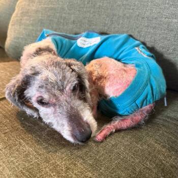 Thacker -  Miniature Poodle Dog for Adoption in Ennis, Texas - Thacker | PetCurious