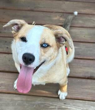 Rescue Border Collie Dogs for Adoption in Louisville, Kentucky - Gracie | PetCurious