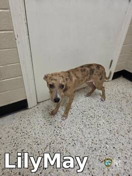 LilyMay -  Catahoula Leopard Dog Dog Available for Adoption in Rocky Mount, North Carolina - LilyMay | PetCurious